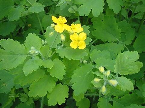 Βότανο Celandine για τη θεραπεία του μύκητα των νυχιών